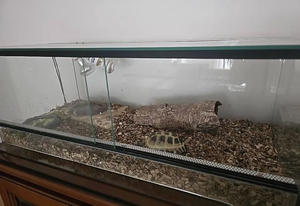 Zółw stepowy wraz z terrarium i osprzętem, Mazowieckie, Warszawa