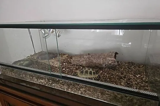Zółw stepowy wraz z terrarium i osprzętem, Mazowieckie, Warszawa