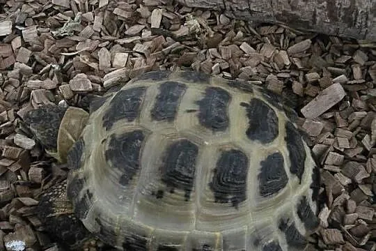 Zółw stepowy wraz z terrarium i osprzętem, Mazowieckie, Warszawa