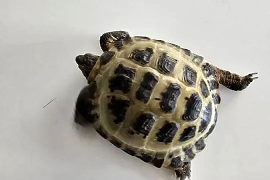Zółw stepowy wraz z terrarium i osprzętem, Mazowieckie, Warszawa
