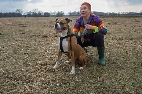 Nova mix BOKSER, grzeczna, młodziutka sunia do pok