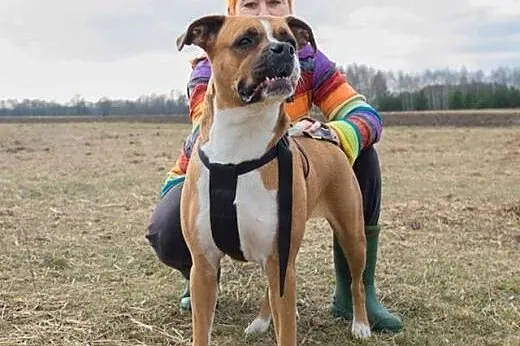 Nova mix BOKSER, grzeczna, młodziutka sunia do pok