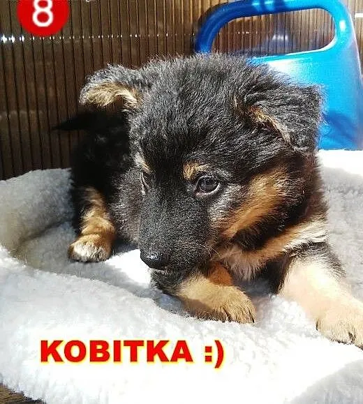 Dwie dziewczynki około 8 tyg. do adopcji!!! , maz