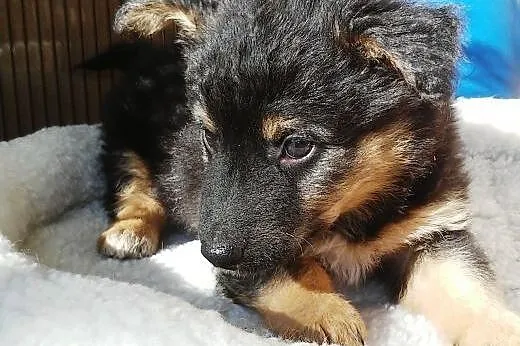 Dwie dziewczynki około 8 tyg. do adopcji!!! ,  maz