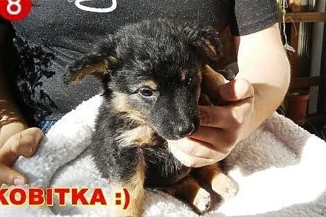 Dwie dziewczynki około 8 tyg. do adopcji!!! ,  maz