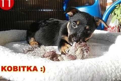 Dwie dziewczynki około 8 tyg. do adopcji!!! ,  maz