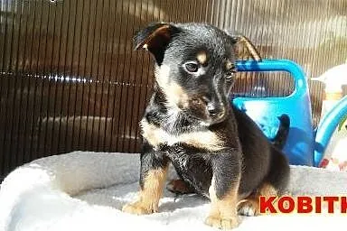 Dwie dziewczynki około 8 tyg. do adopcji!!! ,  maz