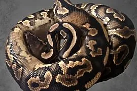 Samica Black Pastel YB het Piebald