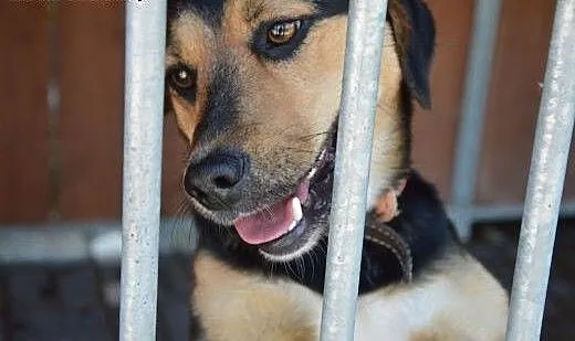 Uroczy, nieduży Timi czeka na kogoś kto go pokocha