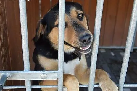 Uroczy, nieduży Timi czeka na kogoś kto go pokocha