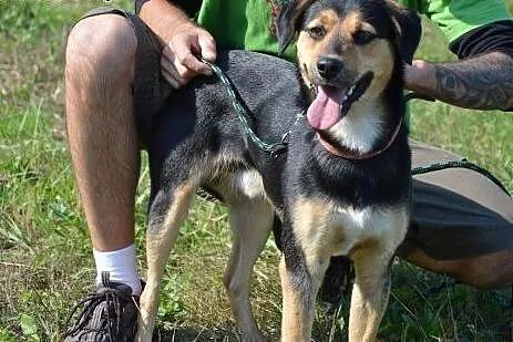 Uroczy, nieduży Timi czeka na kogoś kto go pokocha