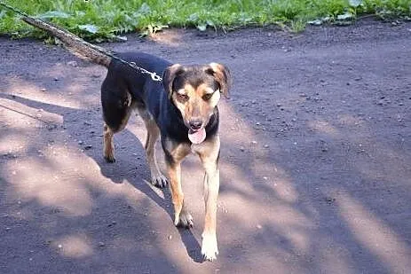 Uroczy, nieduży Timi czeka na kogoś kto go pokocha
