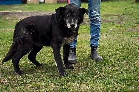 Ocal Marsika przed wywózką do schroniska daj mu cu
