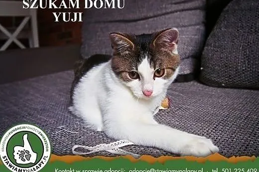 Yuji. Fundacja Stawiamy Na Łapy,  małopolskie Krak
