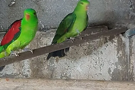 Papugi czerwonoskrzydłe 6 letnia para lęgowa, Nowy Sącz