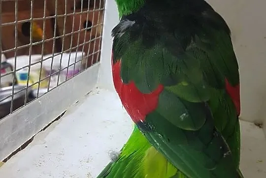 Papugi czerwonoskrzydłe 6 letnia para lęgowa, Nowy Sącz