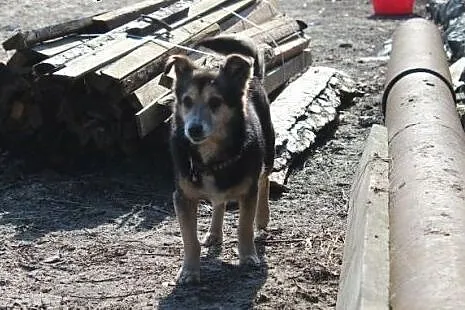 Pokonał dramatyczne chwile a teraz szuka człowieka,  Kundelki cała Polska