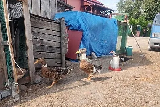 Para kaczek czubatych