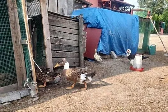 Para kaczek czubatych, Lubelskie, Sułoszyn