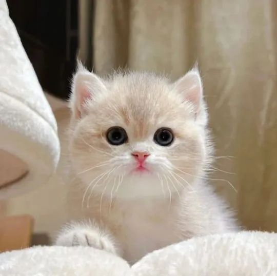 Kocięta brytyjskie krótkowłose do adopcji:{{juliapietrzak54@gmail.com}], , Opole
