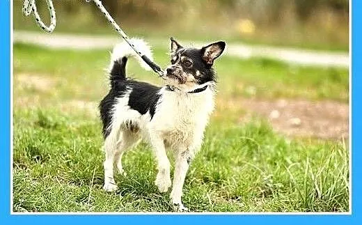 7 kg,towarzyski,łagodny,przyjazny piesek ORK,szcze