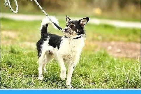 7 kg,towarzyski,łagodny,przyjazny piesek ORK,szcze