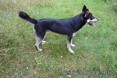 NUGAT- młody, aktywny pies mix owczarka do adopcji