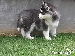 Husky szczenieta