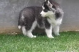 Husky szczenieta