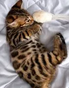 Koty Bengalskie kocieta.. e-mail z aktualizacjami: {{patrycjapolaczek693@gmail.com}}