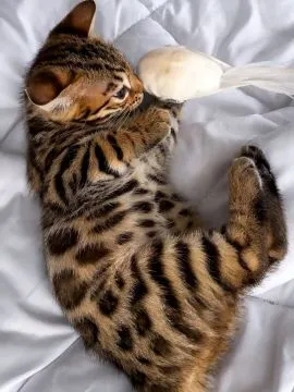 Koty Bengalskie kocieta.. e-mail z aktualizacjami: {{patrycjapolaczek693@gmail.com}}