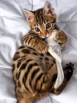 Koty Bengalskie kocieta.. e-mail z aktualizacjami: {{patrycjapolaczek693@gmail.com}}, , Lubień