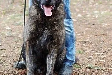 Brutus czeka na dom,  mazowieckie Warszawa