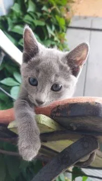 Kotka Rosyjska Niebieska- Kot jest najlepszym przyjacielem człowieka o ile tenże człowiek dopasuje się do chumorków kota , Głogów