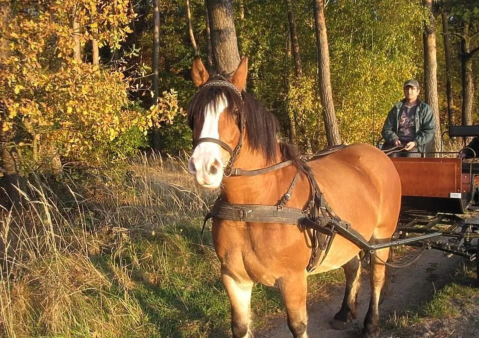 Zrebna klacz zimnokrwista