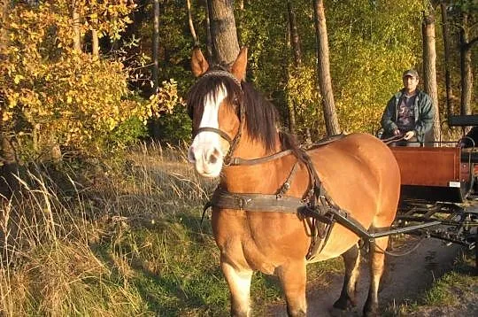 Zrebna klacz zimnokrwista