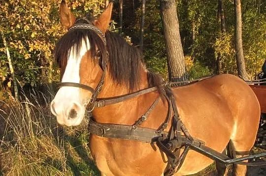 Zrebna klacz zimnokrwista
