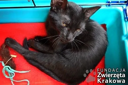 Śliczna Carmen w czarnym futerku,  małopolskie Kra