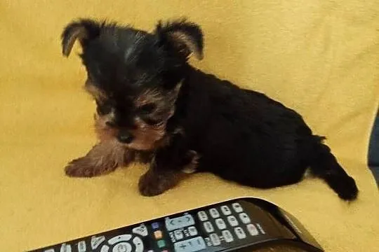 Yorkshire terrier merle pieski, Śląskie, Żory