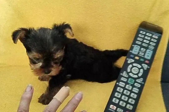 Yorkshire terrier merle pieski, Śląskie, Żory