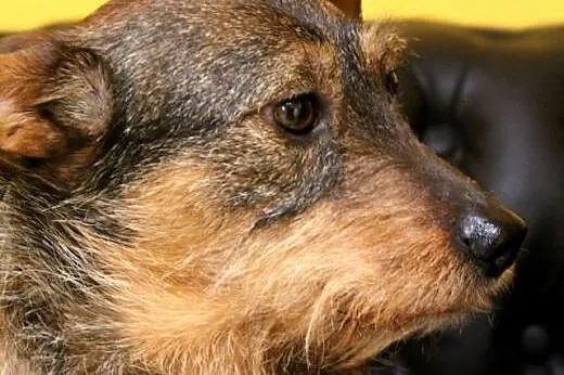 Terra- miła, spokojna sunia szuka nowego wlaściela