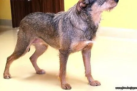 Terra- miła, spokojna sunia szuka nowego wlaściela