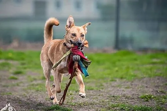 Gdy tą sunię weźmiesz sobie, ona serce odda Tobie - Lorka, Śląskie, Katowice