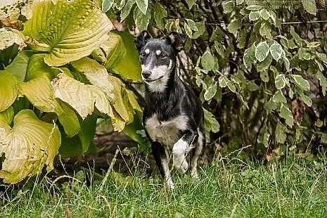 ZORZA - młoda, SKOCZNA i  ZWINNA suczka do ADOPCJI