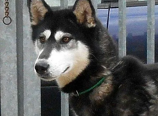 DASTY- młoda, towarzyska suczka husky do adopcji,