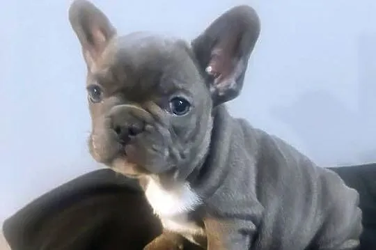 Buldog francuski pieseki i suczki blue