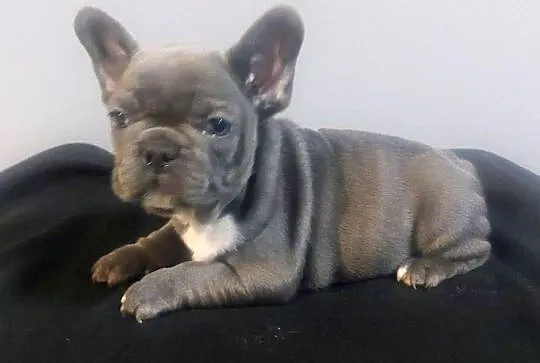 Buldog francuski pieseki i suczki blue, Lubuskie, Mycielin