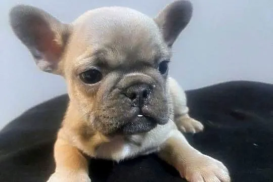 Buldog francuski pieseki i suczki blue, Lubuskie, Mycielin