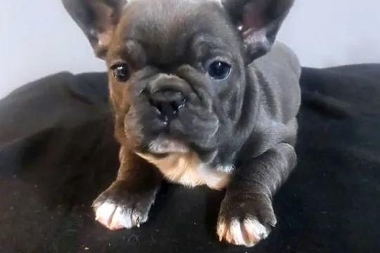 Buldog francuski pieseki i suczki blue, Lubuskie, Mycielin