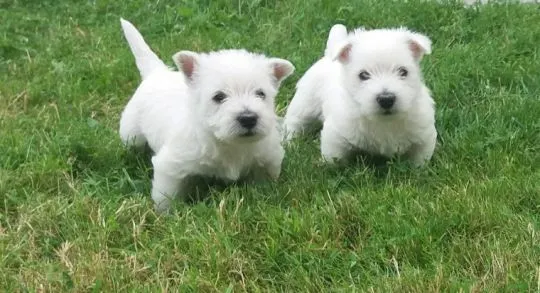 Szczenięta West Highland White Terrier  do adopcji e-mail; {{biancalaura905@gmail.com}}